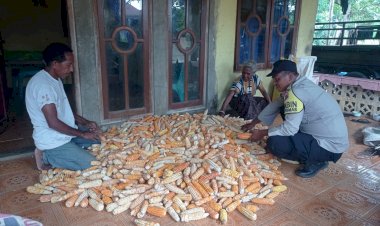 Panen-Jagung-di-Desa-Gera-Jadi-Bukti-Nyata-Dukungan-Polres-Sikka--untuk-Ketahanan-Pangan-Nasional