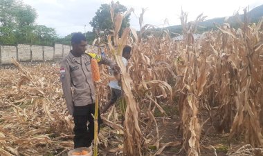 Panen-Jagung-Hibrida-di-Sikka-Tembus-Dua-Ton,-Semangat-Ketahanan-Pangan-Tumbuh-dari-Lahan-Petani-Wolomarang