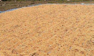 “Di-Tengah-Ancaman-Cuaca-Tak-Menentu,-Poktan-Tati-Nahing-Wolomarang--Sikka-Pacu-Produksi-Jagung-8,5-Ton”