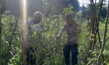 Kebun-Produktif,-Pangan-Kuat:-Bhabinkamtibmas-Polsek-Nita-Polres-Sikka-Dampingi-Panen-Tomat-Warga