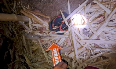 “Tragedi-di-Kebun-Lontar-Waituri,-Tim-Identifikasi-Polres-Sikka-Bersama-Polsek-Waigete-Lakukan-Olah-TKP”