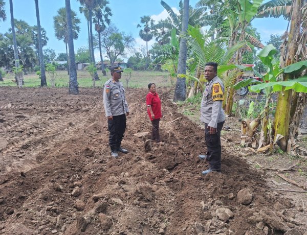 Gerakan Lumbung Jagung Kapolda NTT, Polsek Kewapante Polres Sikka Turun Tangan di Desa Langir