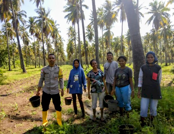 Polres Sikka Polda NTT dan Petani Bersinergi: Lahan Misi Patiahu Ledalero Siap Jadi Lumbung Jagung Sikka