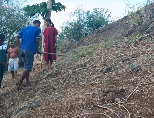 Dukung Swasembada Pangan Polres Sikka Polda NTT Bersama Petani Done Tanam Jagung Hibrida