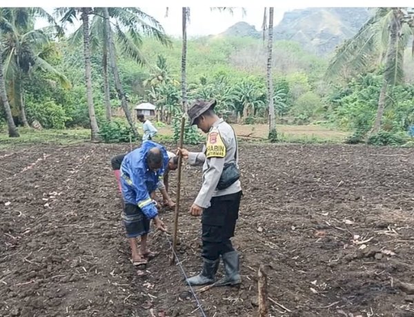 “Polri Peduli Pangan: Bhabinkamtibmas Polres Sikka Polda NTT Dampingi Petani Olah Lahan dan Rawat Jagung”
