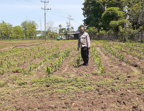 Bhabinkamtibmas Wailiti Turun ke Lahan Jagung, Polsek Alok Polres Sikka Gaspol Dukung Ketahanan Pangan
