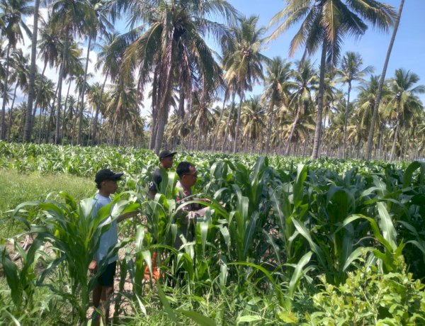 Kapolsek Hadir di Tengah Petani, Jagung Desa Runut Disiapkan Jadi Penyangga Pangan Nasional