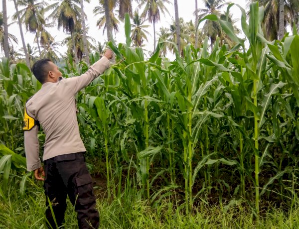 “Pendampingan Petani Karitas Kabupaten Sikka : Pertumbuhan Jagung Stabil, Namun Hama Masih Mengancam”