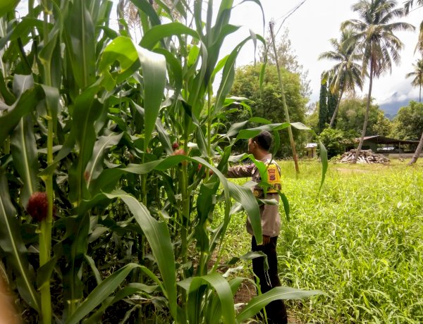 “Panen Kian Dekat: Bhabinkamtibmas Polres Sikka Polda NTT Ungkap Perkembangan Jagung yang Menggembirakan”