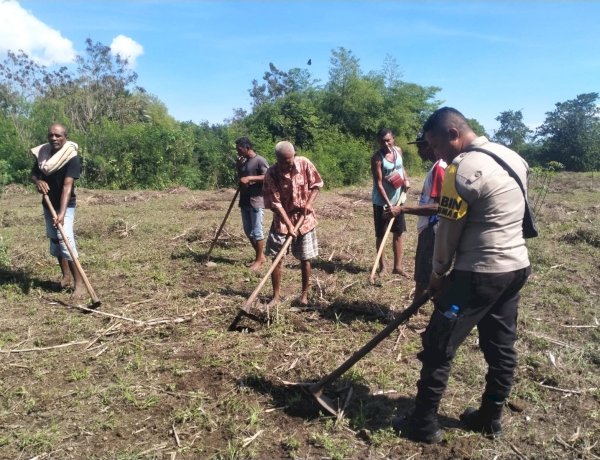 Aksi Nyata di Lapangan: Bhabinkamtibmas Polres Sikka Polda NTT Dampingi Petani dari Tanam Hingga Olah Lahan