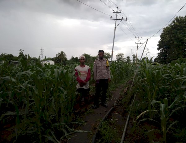 Ketahanan Pangan Tak Sekadar Program, Polres Sikka Polda NTT Turun Langsung Pantau Jagung Warga