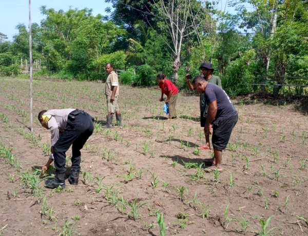 Dari Lahan Jagung, Bhabinkamtibmas Polres Sikka Polda NTT Tegaskan Peran Nyata Polri Dukung Ketahanan Pangan