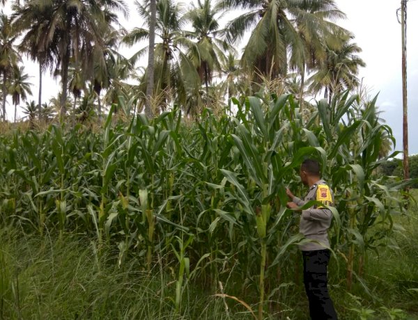 Polres Sikka Polda NTT Kawal Serius Program Ketahanan Pangan, Bhabinkamtibmas Turun Langsung dari Penanaman hingga Masa Panen Jagung