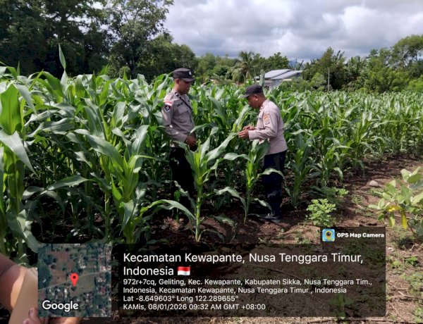 Polres Sikka Polda NTT Kawal Ketahanan Pangan, Jagung Hibrida BISI 18 di Wairkoja Tumbuh Menjanjikan