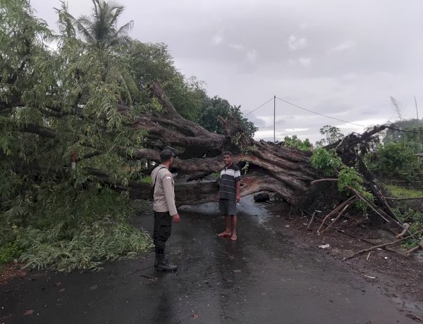 “Respon Cepat Bhabinkamtibmas di Tengah Bencana: Pohon Tumbang Akibat Cuaca Ekstrem Lumpuhkan Jalan Pasar Wairkoja Sikka”