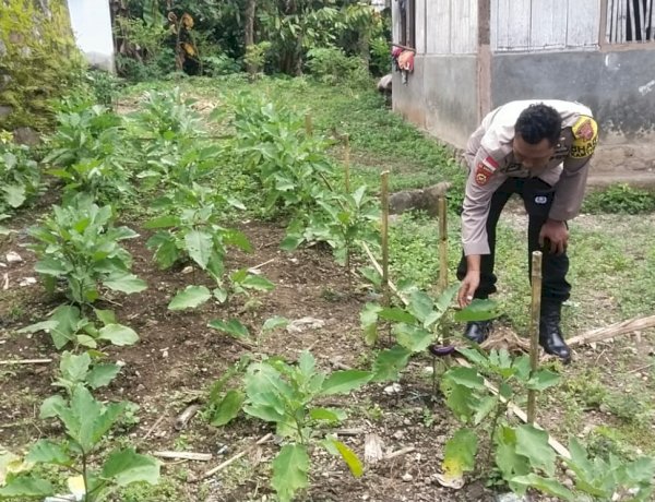 Bhabinkamtibmas Polsek Nelle Polres Sikka Polda NTT Rutin Dampingi Kelompok Tani Warga Tani untuk memanfaatkan Pekarangan Bergizi