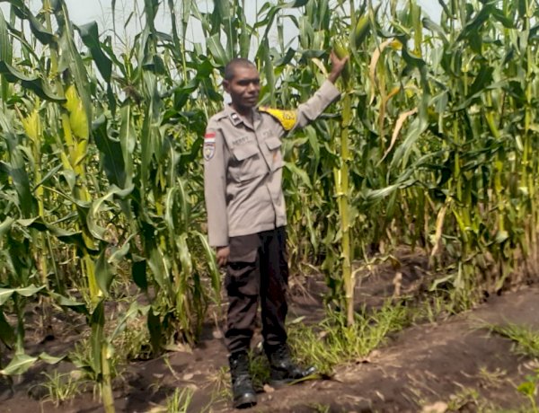 Jagung Rakyat Dipantau, Komitmen Polres Sikka Polda NTT terhadap Ketahanan Pangan Kian Nyata