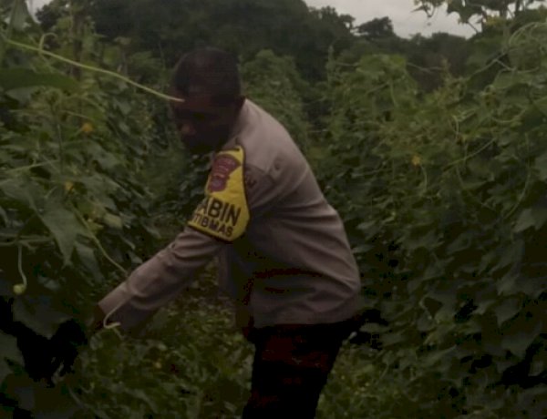 Menanam Harapan, Menjaga Negeri: Peran Aktif Bhabinkamtibmas Polsek Alok Polres Sikka Dukung Program Pangan Presiden