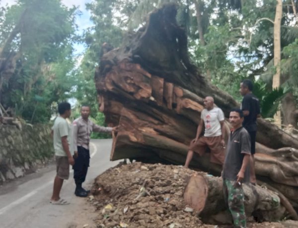 Sisa Pohon Tumbang Ancam Keselamatan, Kanit Binmas Polsek Kewapante Polres Sikka Turun Langsung Sambangi Warga