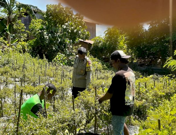 Polres Sikka Polda NTT  Hadir di Lahan Warga, Bhabinkamtibmas Wolomarang Kawal Panen Cabai Dukung Ketahanan Pangan Nasional
