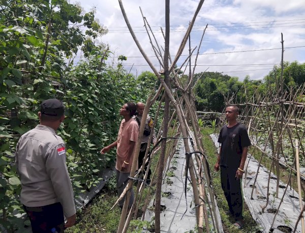 Pendampingan Polres Sikka Polda NTT Berbuah Hasil, Tanaman Hortikultura Warga Kopong Siap Panen