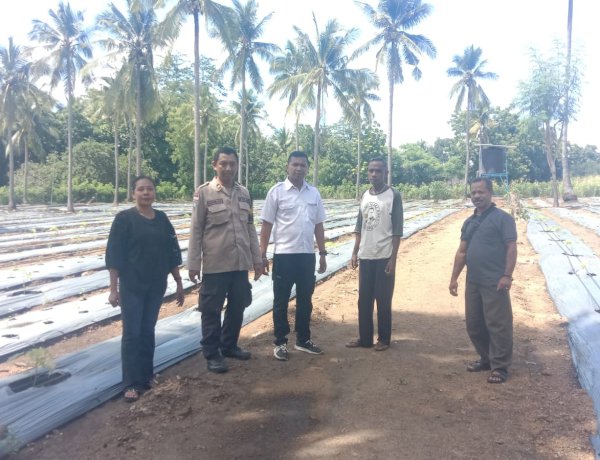 “Dampingi Petani, Bhabinkamtibmas Polres Sikka Polda NTT Wujudkan Ketahanan Pangan di Sikka”
