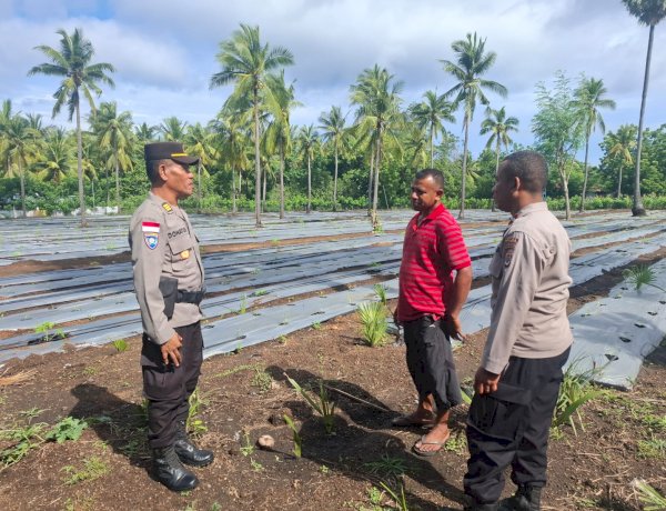 “Penggalangan Polres Sikka Polda NTT di BUMDes Waiara: Polri Hadir, Ketahanan Pangan Terjaga”