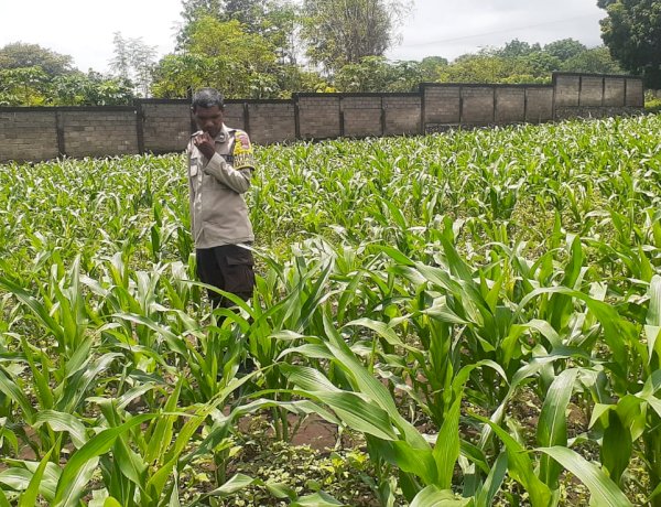 Jagung Rakyat Jadi Prioritas, Polres Sikka Polda NTT Turun Tangan Kawal Program Presiden
