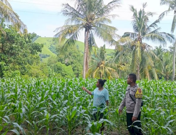 Di Tengah Ladang Jagung, Kolaborasi Polres Sikka Polda NTT dan Petani Perkuat Ketahanan Pangan