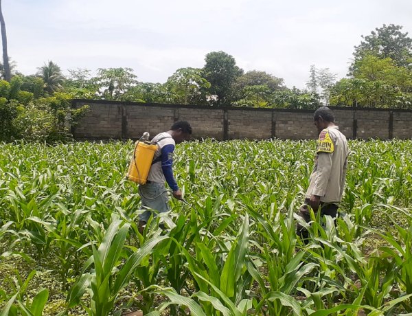 “Dari Tanah Wolomarang, Polres Sikka Polda NTT Perkuat Pilar Ketahanan Pangan Nasional”
