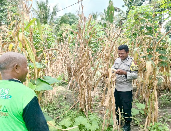 “Seragam di Tengah Ladang: Polres Sikka dan Petani Bersinergi Perkuat Ketahanan Pangan”