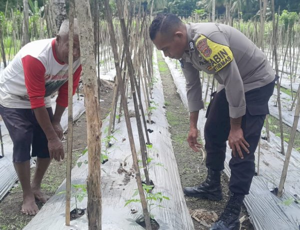 Gerak Nyata Polres Sikka Polda NTT: Mengawal Pangan, Menguatkan Ekonomi Rakyat