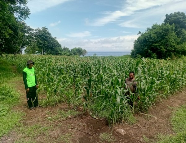Menjaga Negeri dari Ladang: Polres Sikka Polda NTT Pastikan Program Pangan Berjalan Nyata