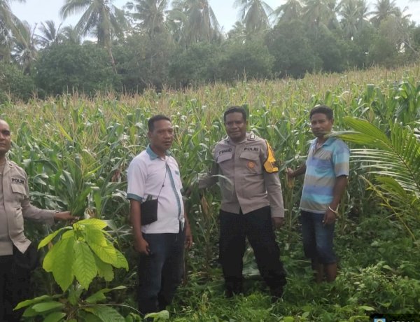 Satu Hektare Harapan di Waihawa, Polres Sikka dan Petani Buktikan Ketahanan Pangan Bukan Sekadar Wacana