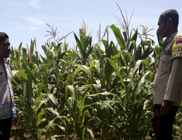Dari Ladang Jagung Wolomarang, Jajaran Polres Sikka Pastikan Program Ketahanan Pangan Berjalan Nyata