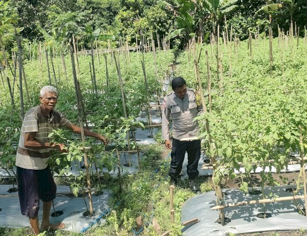 Polres Sikka Jadi Sahabat Petani: Bhabinkamtibmas Dampingi Warga Mego Kembangkan Hortikultura