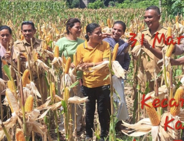 Panen Jagung dan Pemantauan Lahan, Polres Sikka Perkuat Ketahanan Pangan dari Desa