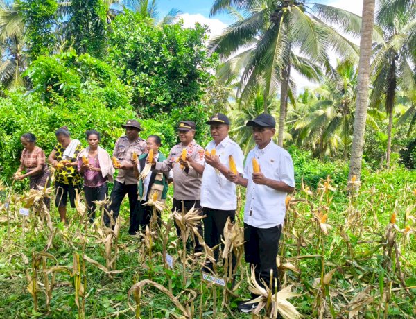 Di Ladang Nataweru, Polsek Nita Polres Sikka Buktikan Ketahanan Pangan Bukan Sekadar Wacana