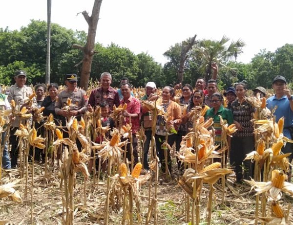 Dari Lahan Kecil di Nelle, Panen Besar Terwujud: Sinergi Polsek Nelle Polres Sikka dan Petani Perkuat Ketahanan Pangan
