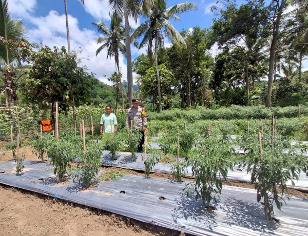 “Di Balik 3.600 Pohon Cabai, Sentuhan Bhabinkamtibmas Polres Sikka Menggerakkan Ketahanan Pangan dari Desa Masebewa”