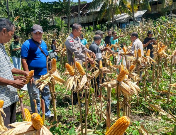 “6 Ton Jagung dari Lela: Kolaborasi Polsek Lela Polres Sikka dan Desa Jadi Pilar Kemandirian Pangan”