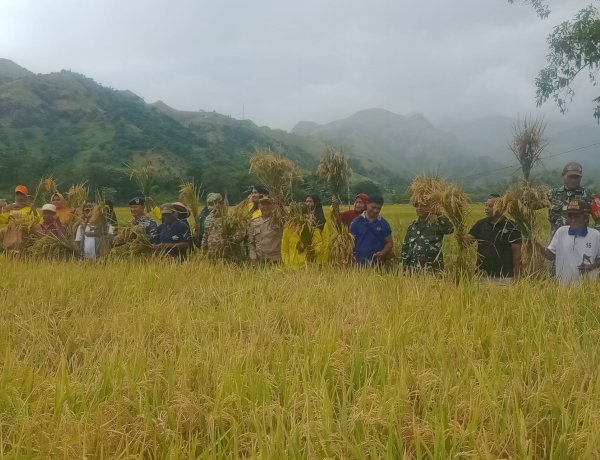 Panen Simbolis Padi di Magepanda, Wujud Sinergi Ketahanan Pangan di Kabupaten Sikka