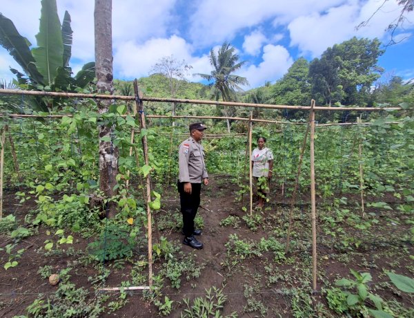 Polres Sikka Turun ke Lahan, Ketahanan Pangan Tak Lagi Sekadar Program, Tapi Gerakan Nyata di Sikka