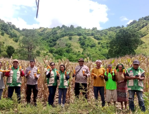 Panen 17 Ton Jagung di Magepanda, Polres Sikka Perkuat Garda Ketahanan Pangan
