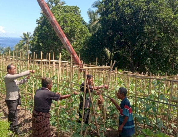 “Dari Lahan Sederhana ke Ketahanan Nasional: Polsek Bola Polres Sikka Kawal Harapan Pangan dari Desa Waihawa”