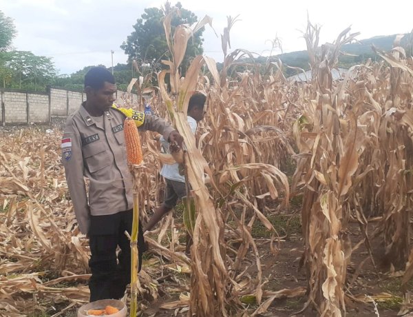 Panen Jagung Hibrida di Sikka Tembus Dua Ton, Semangat Ketahanan Pangan Tumbuh dari Lahan Petani Wolomarang