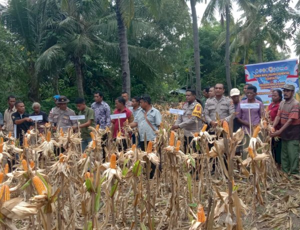 “Bukan Sekadar Panen: Dari Waihawa hingga Hepang, Sikka Sedang Menanam Masa Depan Pangan”