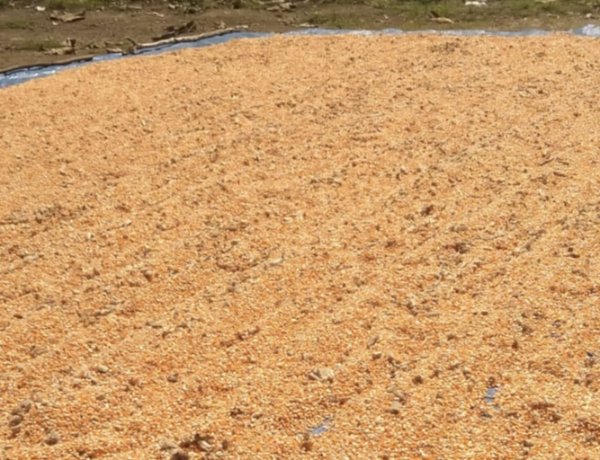 “Di Tengah Ancaman Cuaca Tak Menentu, Poktan Tati Nahing Wolomarang  Sikka Pacu Produksi Jagung 8,5 Ton”