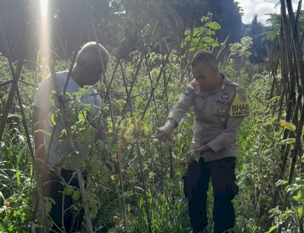 Kebun Produktif, Pangan Kuat: Bhabinkamtibmas Polsek Nita Polres Sikka Dampingi Panen Tomat Warga