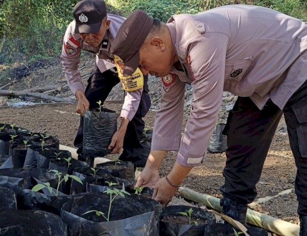 “Polsubsektor Nebe Polsek Waigete Polres Sikka Tak Sekadar Jaga Kamtibmas, Kini Bergerak Wujudkan Ketahanan Pangan Presiden”